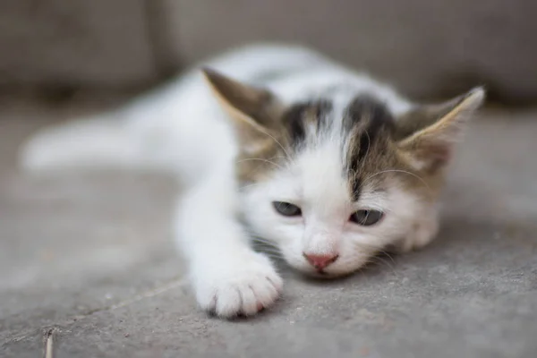 悲しい白い小さな子猫は石の床に横たわっています,ペットクローズアップ肖像画. — ストック写真