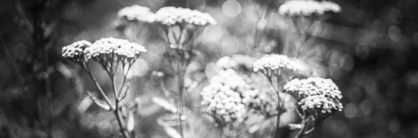 Yarrow con flores blancas crecen en el jardín, borrosa foto bw . —  Fotos de Stock