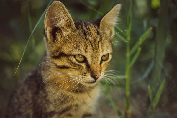 Portrait d'un beau chaton tabby dans le jardin vert . — Photo