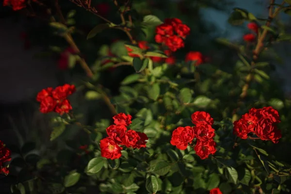 Kleine rote Rosen wachsen im Sommergarten. — Stockfoto