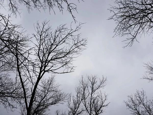 Kahle hohe Bäume vor wolkenverhangenem Himmel, winterliche Waldlandschaft. — Stockfoto