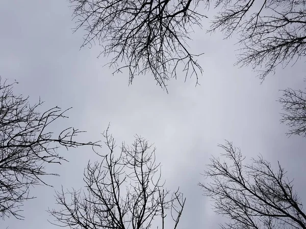 Kahle hohe Bäume vor wolkenverhangenem Himmel, Winterwald. — Stockfoto