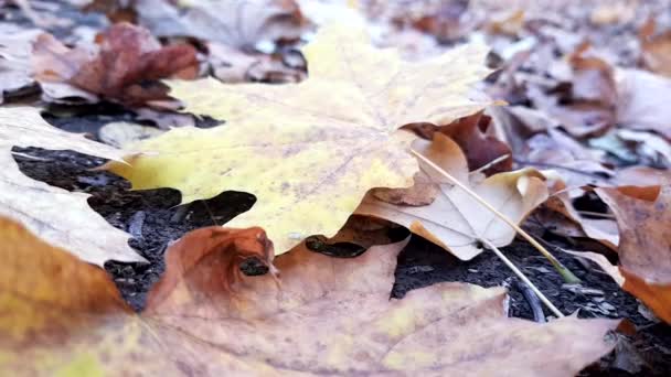 Feuilles Automne Tombées Sur Route Forestière Gros Plan — Video