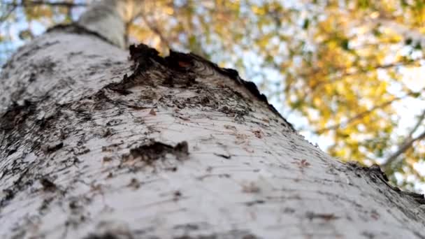 Huş Ağacı Gövdesi Yakın Mavi Gökyüzünde Altın Yapraklar Aşağıdan Manzara — Stok video