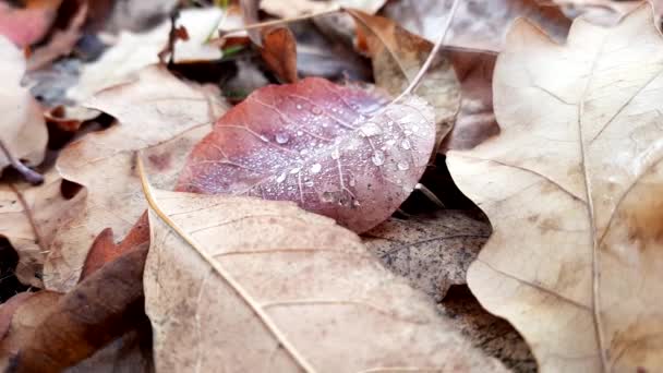 秋林红叶特写上的雨滴 — 图库视频影像