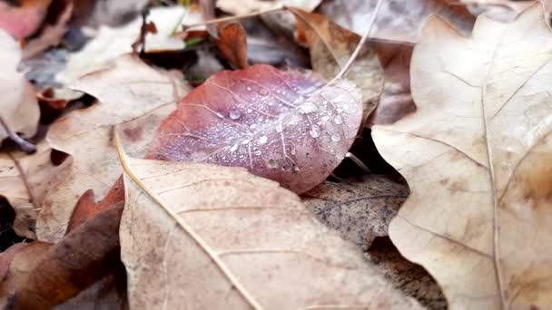 Gotas Lluvia Primer Plano Hoja Roja Bosque Otoño — Vídeo de stock