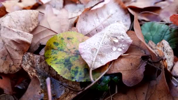 Regendruppels Herfstbladeren Close Herfstbosbodem — Stockvideo