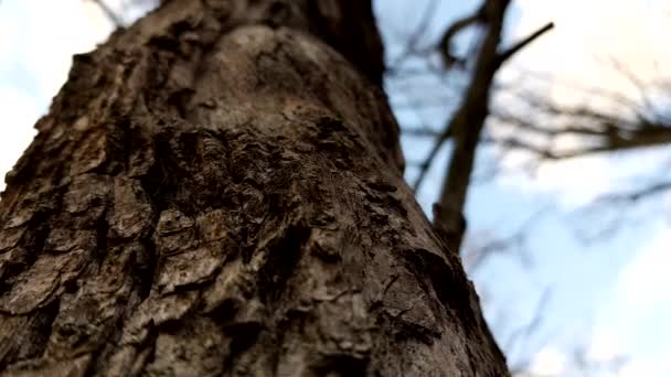 Pohon Gonggongan Closeup Pandangan Dari Bawah Langit Biru Hutan Musim — Stok Video