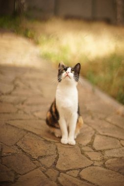 Üç renkli kedi yaz bahçesinde, taş zeminde oturuyor.