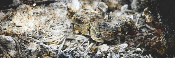 Grey ash in the fireplace after the barbecue closeup. — Stock Photo, Image