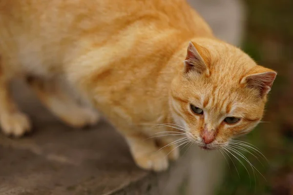 Ritratto di gatto rosso per strada, sguardo attento . — Foto Stock