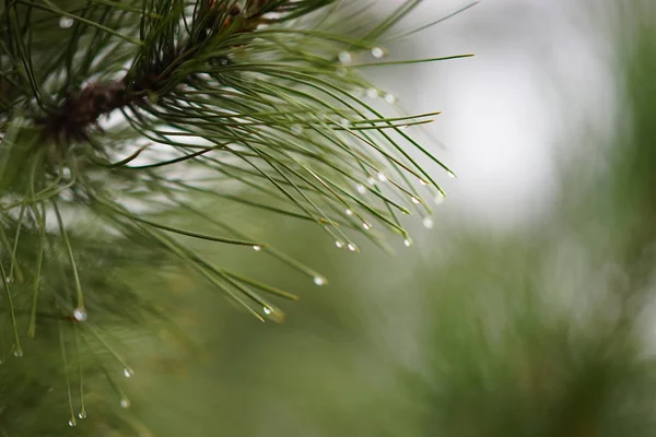 빗방울에 녹색 바늘이 달린 소나무가지. 구름낀 날씨에 젖은 숲. — 스톡 사진