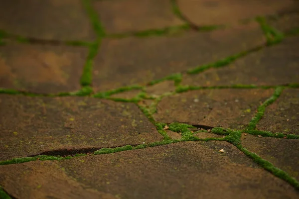 Pavimento castanho de pedra selvagem com musgo verde fofo nas costuras . — Fotografia de Stock