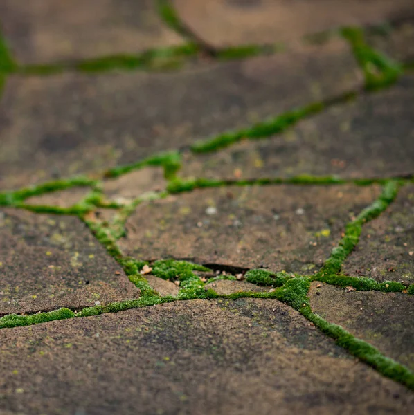 솜털 이 많은 녹색 이끼가 깔린 오래 된 야생 석재 포장 로. — 스톡 사진