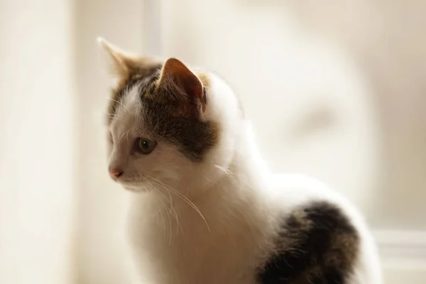 白い子猫のクローズアップ肖像画、かわいい猫が窓の近くに座って. — ストック写真