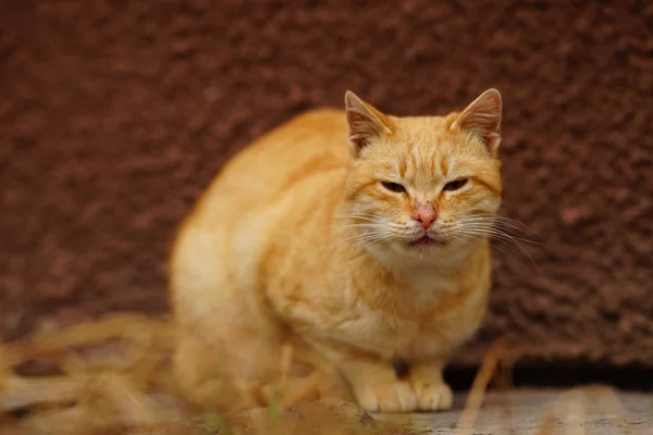 Retrato de um gato vermelho sentado na rua perto da fachada do edifício . — Fotografia de Stock