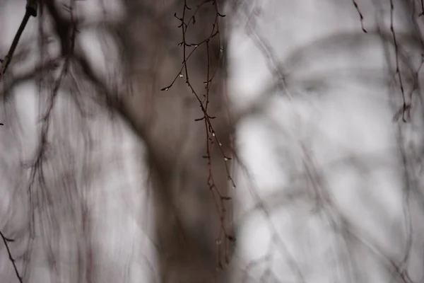 Bare birch tree branches in raindrops, on the background blurred trunk and grey sky, selective focus.