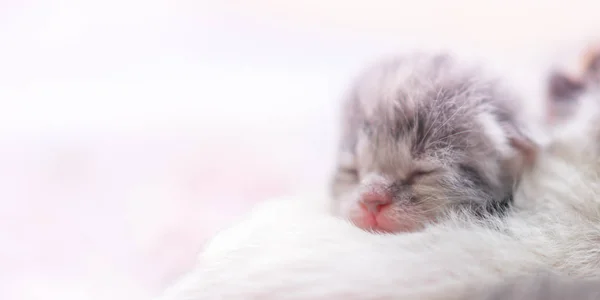 Cute newborn kitten sleeping, baby animal sleep.