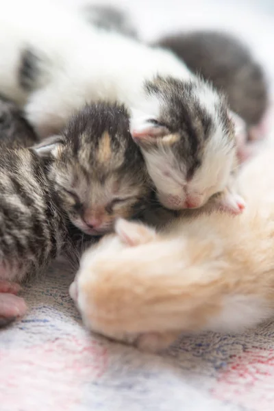 newborn kittens sleeping, small baby animals sleep.