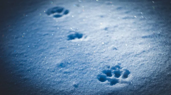 Fußabdrücke eines Tieres auf blau glitzerndem Schnee an einem frostigen Abend — Stockfoto