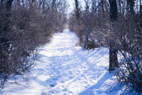 Winterbos met een besneeuwde weg. Bomen en takken bedekt met ijs. Zonnige ijzige dag. — Stockfoto