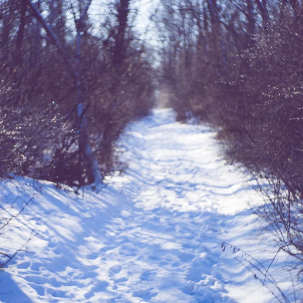 Winterbos met een besneeuwde weg op zonnige ijzige dag. — Stockfoto