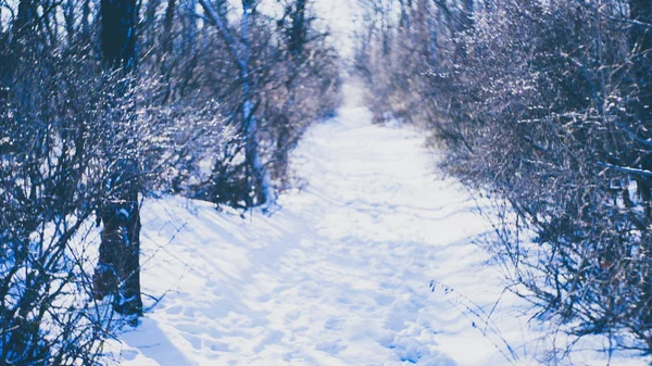 Winterbos met een besneeuwde weg. — Stockfoto