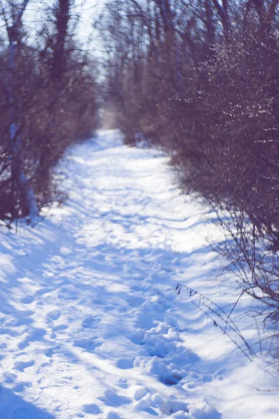 Winterbos met een besneeuwde weg, bomen en takken in het ijs. — Stockfoto