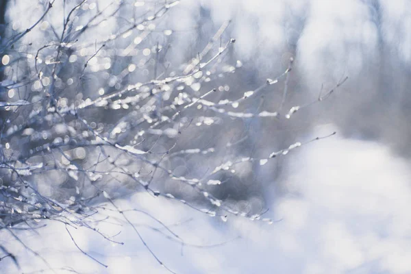 Winterbesneeuwd bos, takken met ijs, wazig beeld. — Stockfoto