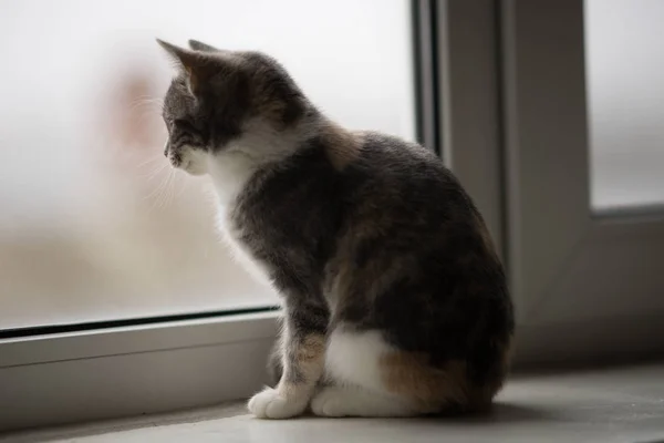 Kiscica ül az ablakpárkányon és néz ki az ablakon. — Stock Fotó