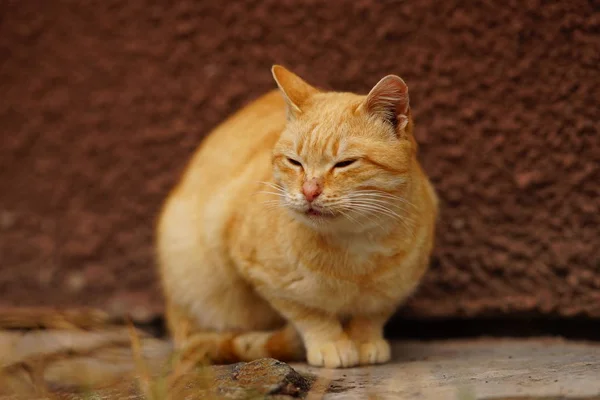 Retrato de um gato vermelho sentado na rua . — Fotografia de Stock