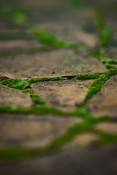 Pflaster aus wildem Stein mit grünem Moos in den Nähten. — Stockfoto