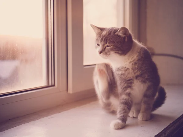 Gattino zampa graffi dietro l'orecchio, gatto seduto sul davanzale della finestra, pulci e zecche negli animali domestici . — Foto Stock