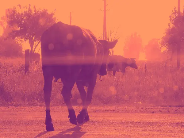 Una vaca está caminando a lo largo de un camino en un campo de verano, tono rosa . — Foto de Stock