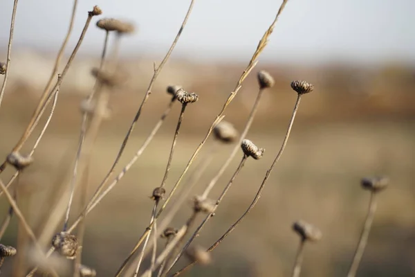 Flores secas selvagens crescem no campo de outono — Fotografia de Stock