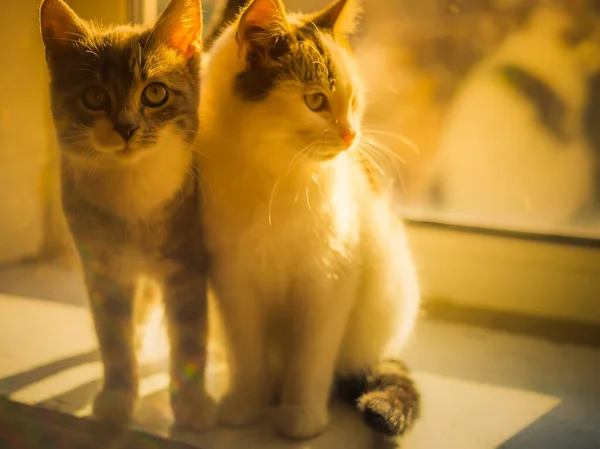Δύο χαριτωμένα γατάκια κάθονται σε ένα ηλιόλουστο περβάζι.. — Φωτογραφία Αρχείου