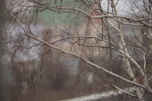 Nyírfaágak esőcseppekben, a vidéki házak hátterében, őszi nap. — Stock Fotó