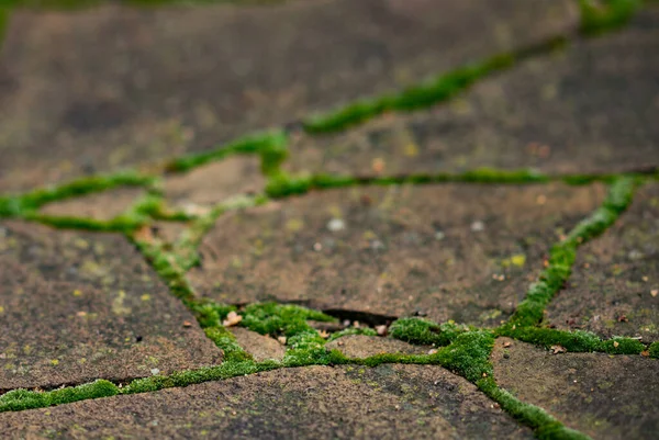 Pavé brun de pierre sauvage avec mousse verte duveteuse dans les coutures . — Photo