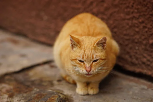 Portrét červené kočky sedící na ulici poblíž budovy. — Stock fotografie