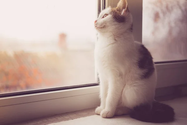 흰 고양이가 창턱에 앉아 가을 날 하늘을 쳐다 봅니다. — 스톡 사진