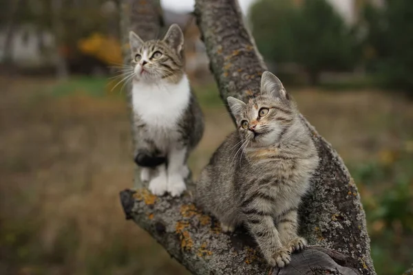 Schattig grijs kitten jaagt of spelen op een boomtak. — Stockfoto