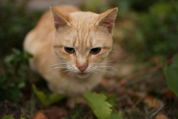 Ginger cat riposo in giardino, pet relax all'aperto . — Foto Stock