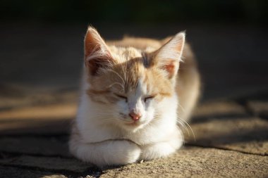 Tatlı kızıl kedi yavrusu dışarıda uyur, evcil hayvanları rahatlatır..