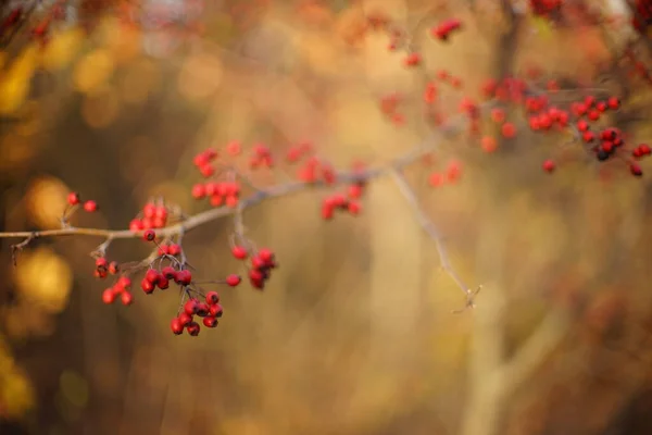 Ягоди червоного глоду ростуть на чагарнику. Вибірковий м'який фокус в осінньому лісі . — стокове фото