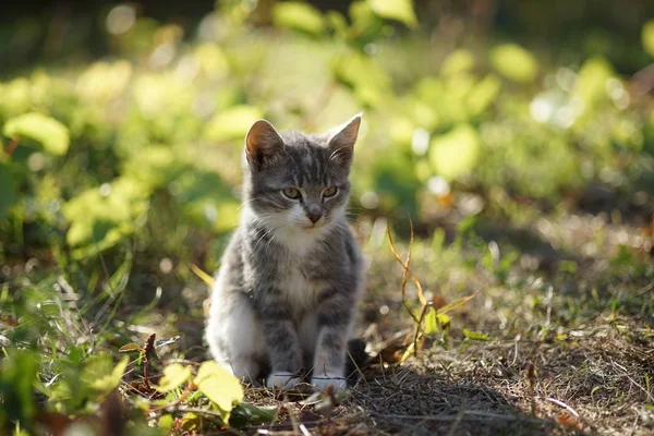 Krásné světle šedé kotě sedící na zelené trávě v zahradě. Roztomilý domácí zvířecí portrét. Kitty uvolněný venkovní. — Stock fotografie
