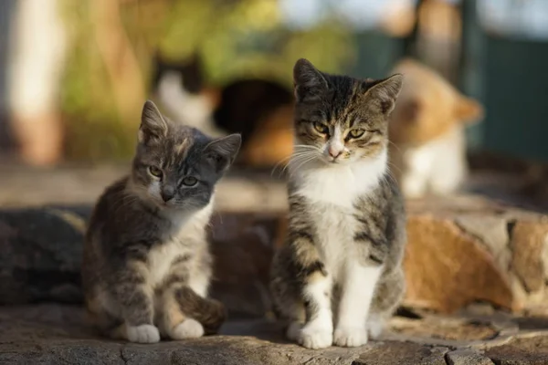 Twee schattige grijze kittens zitten op de zonnige stenen trap buiten. — Stockfoto