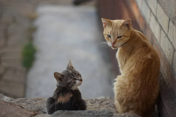 Сім'я котів проводить час разом, батько імбирного кота та дочка кошеняти, відпочиває на подвір'ї, милі домашні тварини . — стокове фото