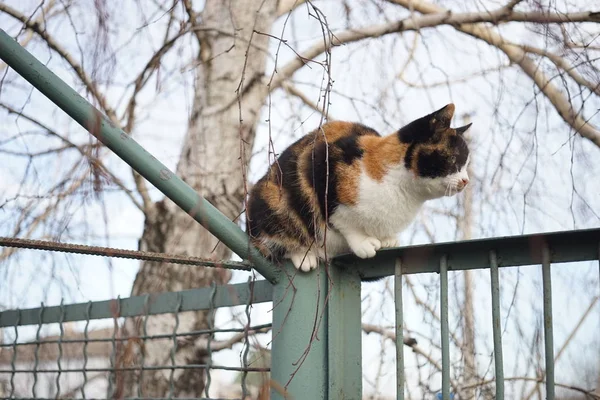 Tricolor gato relajarse en la cerca cerca de abedul . — Foto de Stock