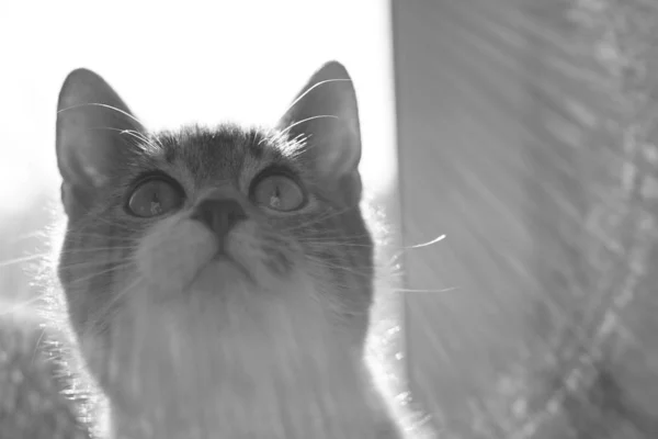 Очень симпатичный котенок смотрит вверх с интересом. Макропортрет кошки в помещении. Черно-белое фото . — стоковое фото