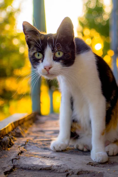 Lustigt överraskad katt närbild porträtt. Maneki Neko kattunge. — Stockfoto